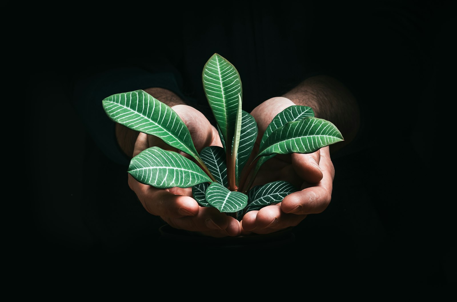 Hands holding young plant leaves, symbolizing growth and impact